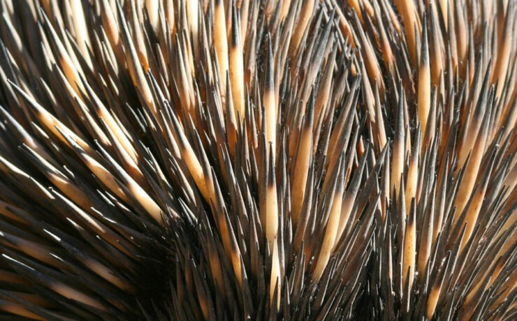 Taronga Zoo